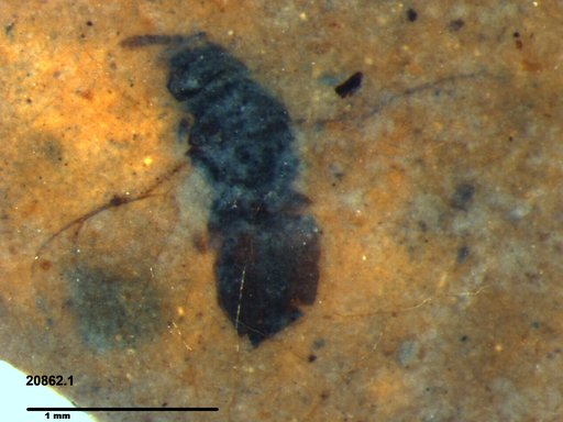 Genus sp