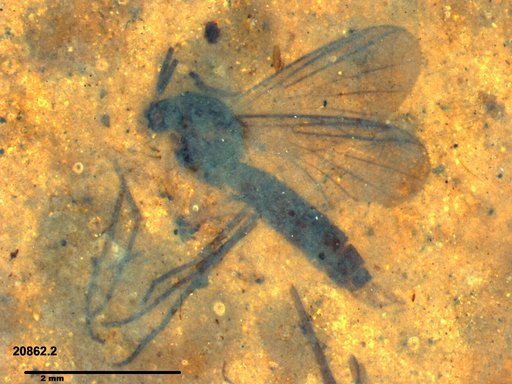 Diptera