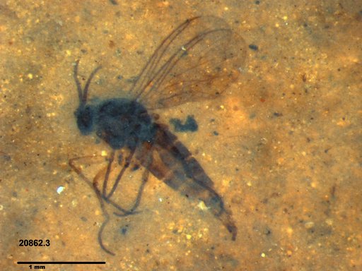 Sciaridae