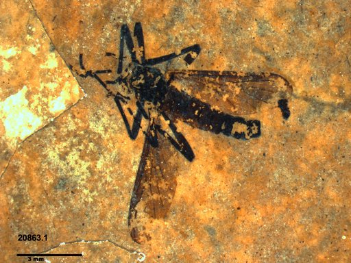 Genus sp