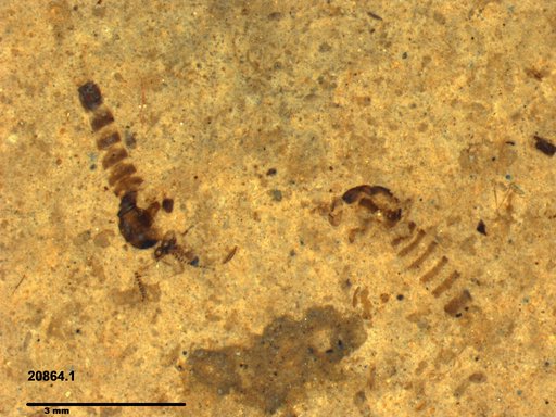 Chaoboridae