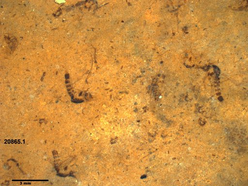 Chaoboridae
