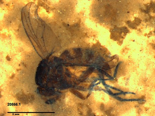 Diptera