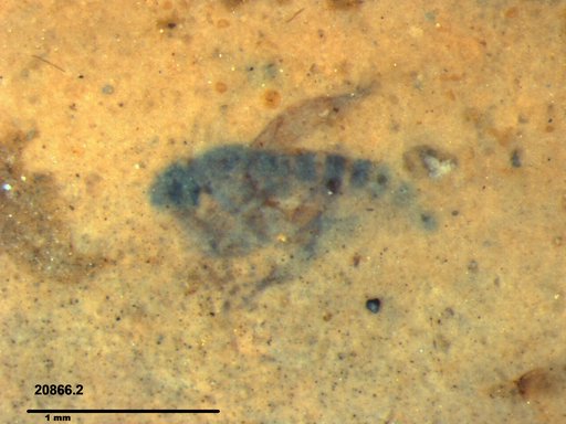 Diptera