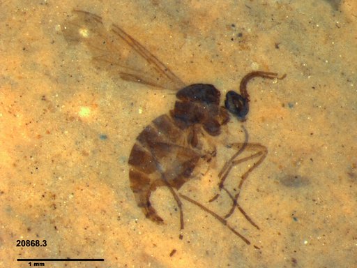 Sciaridae