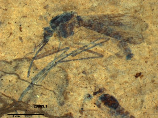 Genus sp