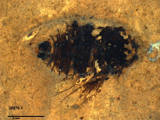 Genus sp