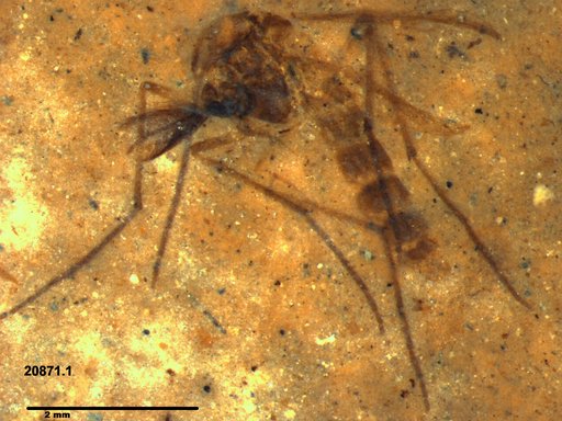 Diptera