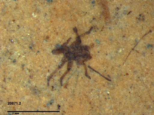 Genus sp