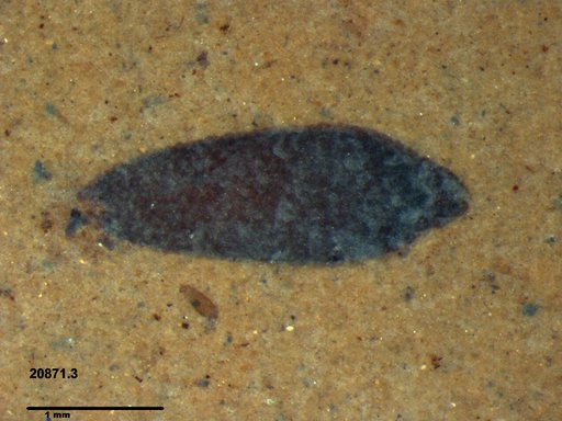 Tracheophyta