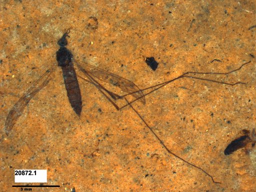 Diptera