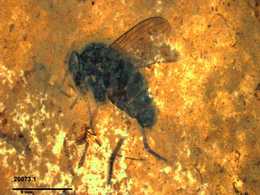 Diptera