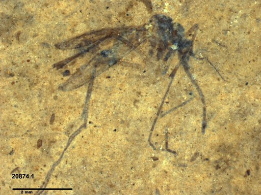 Genus sp