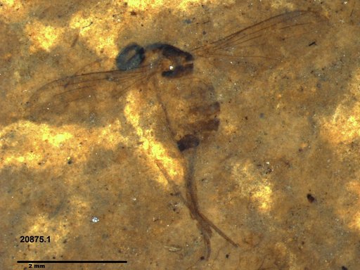 Diptera