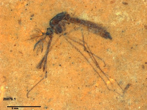 Genus sp