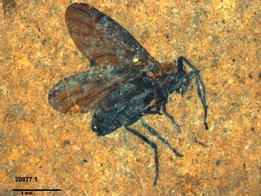 Genus sp