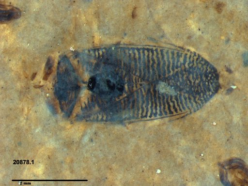 Corixidae