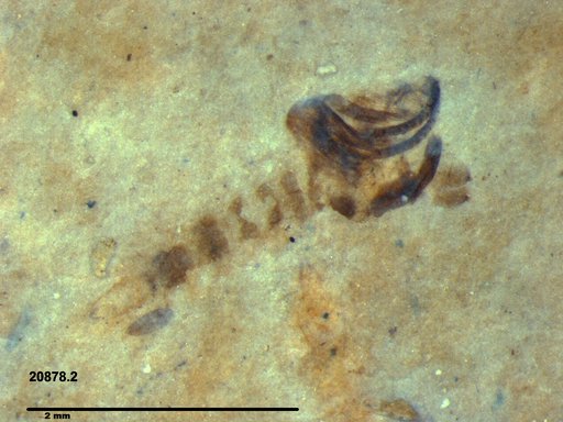 Chaoboridae