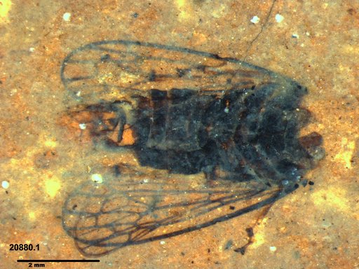 Genus sp
