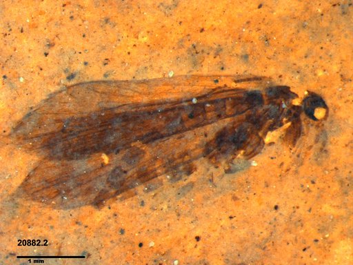 Genus sp