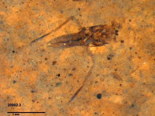 Notonectidae