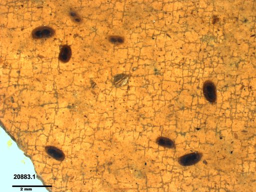 Daphniidae