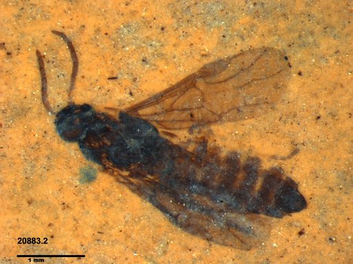 Tenthredinidae