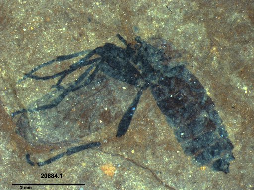 Genus sp