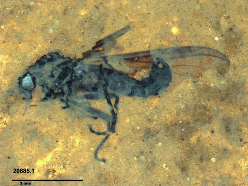 Diptera