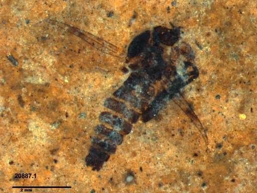 Genus sp