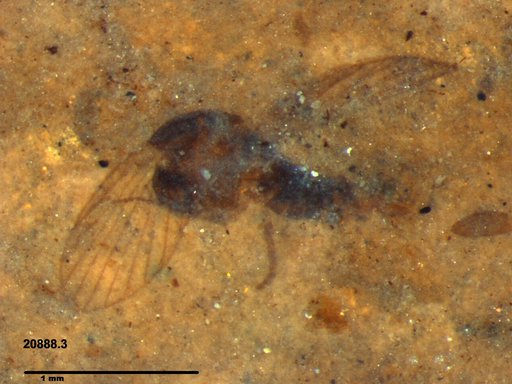 Psychodidae