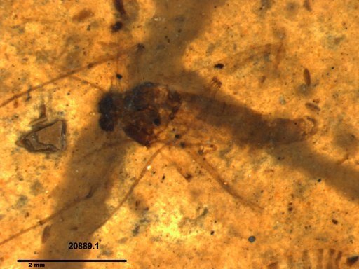 Diptera