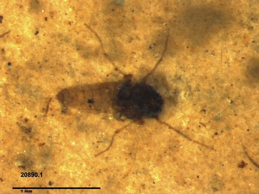 Diptera