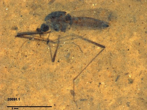 Diptera