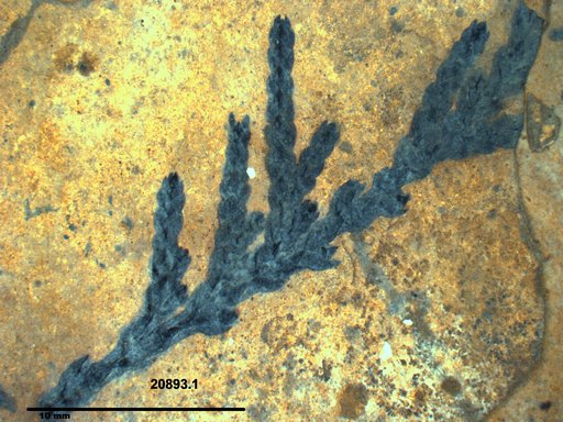 Tracheophyta