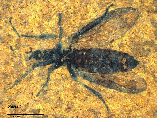 Genus sp