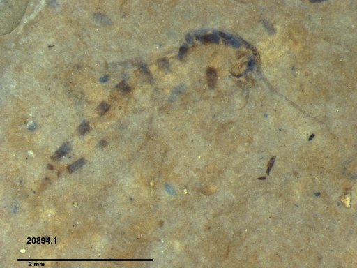 Diptera