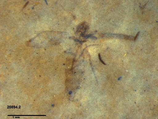 Diptera