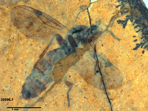 Genus sp