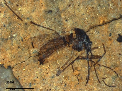Genus sp