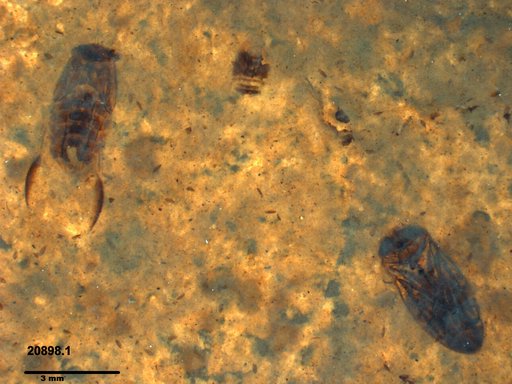 Corixidae