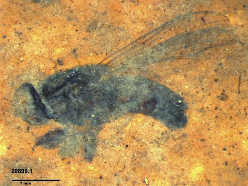 Diptera
