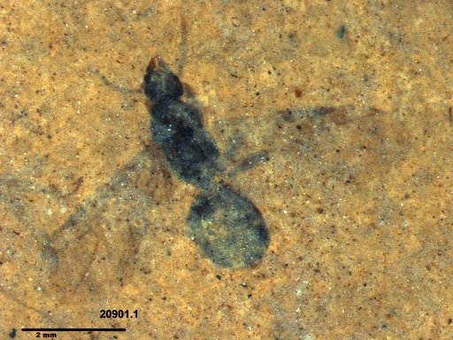 Formicidae