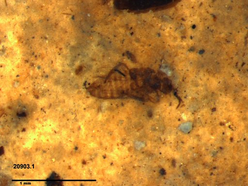 Genus sp