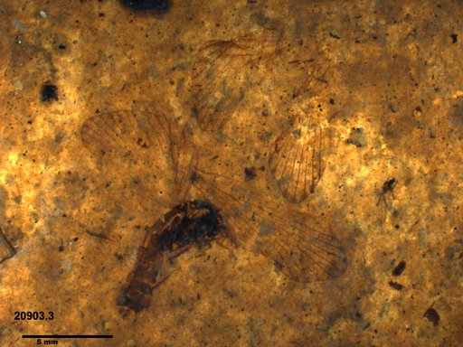 Genus sp