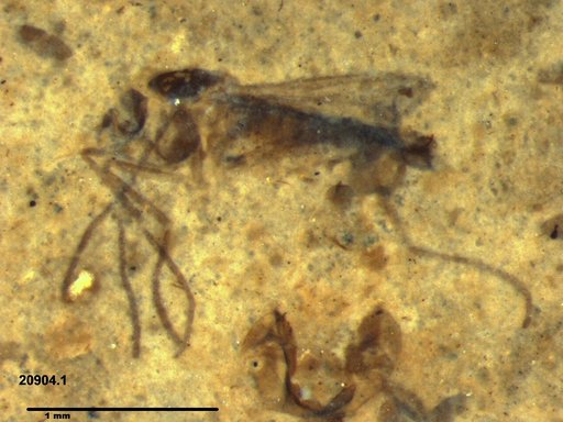 Diptera