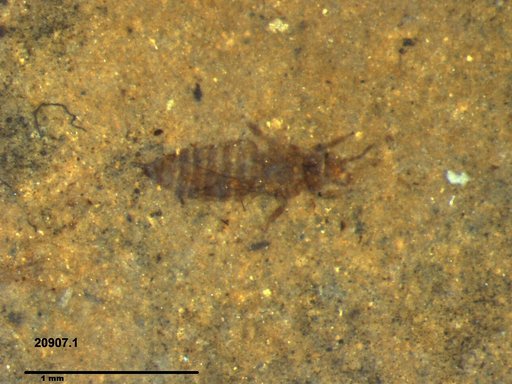 Genus sp