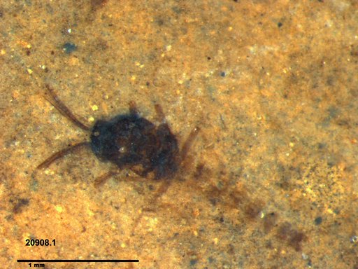 Diptera