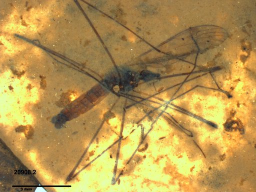 Diptera
