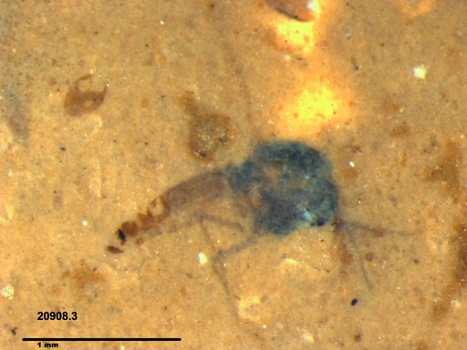 Diptera